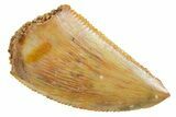 Serrated Raptor Tooth - Real Dinosaur Tooth #355567-1